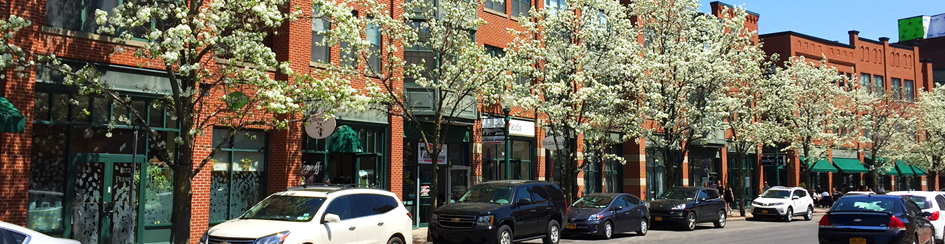 Trees in bloom in Armory Square