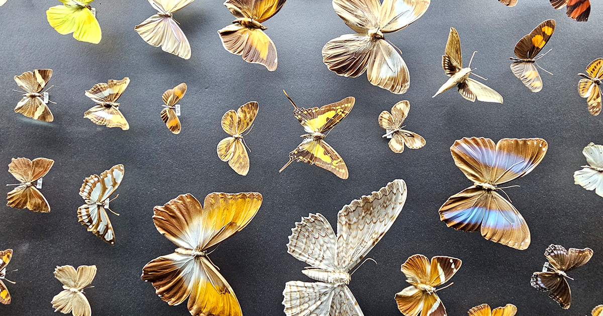 Wonderful World of Pollinators – Milton J. Rubenstein Museum of